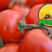 Помидоры сорта Султан Bukhara Agro Export фото