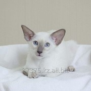 Кошечка сиамская породистая из питомника фото