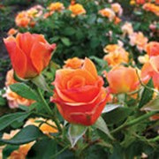 Розы Повторноцветущие фото