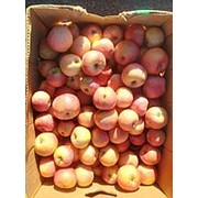 Яблоки сорт “Топаз“ фотография