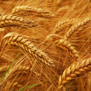 Семена озимой пшеницы Досконала
