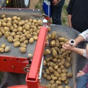 Картофель, экологически чистая продукция