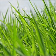 Семена травы. Люцерна UA, Райграс газонний UA фото