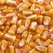 Семена гибридной кукурузы