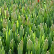 Голанские тюльпаны фото