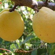 Саженец абрикоса Лимонка фотография