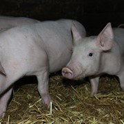 Частная свиноферма реализует свежее мясо 45 грн/кг