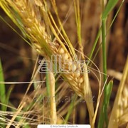 Пшеница многолетняя