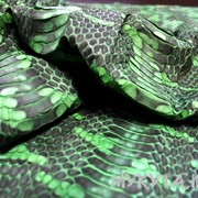 Кожа водяной змеи (полотно) фотография