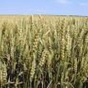 Семена озимой пшеницы Дон 93
