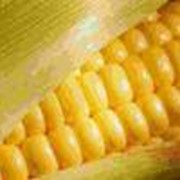 Семена кукурузы Семена кукурузы от всемирно известных производителей
