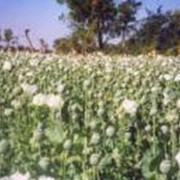 Культуры технические фото