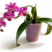 Орхидеи декоративные