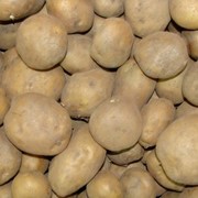 Cartofi фото
