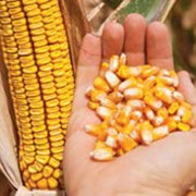 Семена кукурузы сорт СИ Кобальт ФАО 320 фото