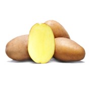 «Эстрелла» - семенной картофель фото