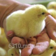 Цыплята суточные в Молдове фотография