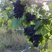 Саженцы винограда сверхранних сортов, Кодрянка фото