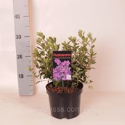 Рододендрон японский (азалия японская) Geisha Purple -- Rhododendron japanese Geisha Purple фотография