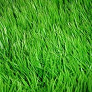 Газонная трава Спорт фото