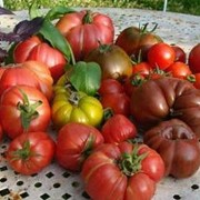 Семена разных сортов помидоров