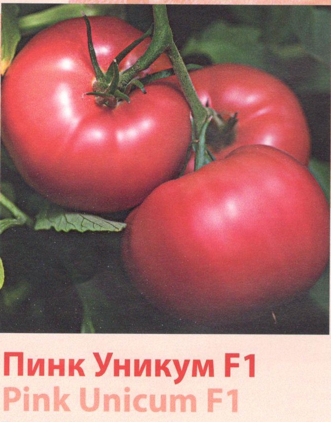 Пинк уникум. Томат Пинк Уникум. Томат КИБО. Юг Агро томат отзывы. Пинк Уникум-семена поиск.