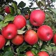 Продам яблука Хани Крісті  фотография