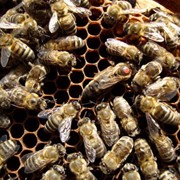 Пчелопакеты (карпатка) фотография