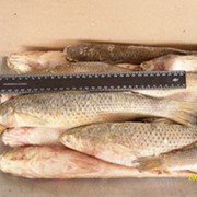 Рыба свежемороженая килька , тюлька , хамса , атерина , бычок , пеленгас фото