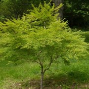 Клены Acer palmatum Seiryu