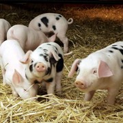 Свиньи,Разведение свиней,продажа фотография