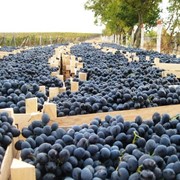 Продам свежий виноград Молдова фото