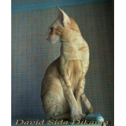 Кошка ориентальная и сиамская фото
