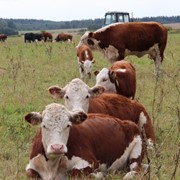 Коровы мясной породы Герефорд