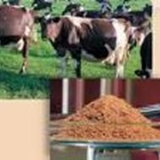 Добавки кормовые для животноводства фото