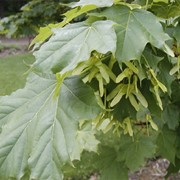 Клен обыкновенный. (Acer platanoides.) фото