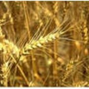 Зерно, зерновые культуры фотография