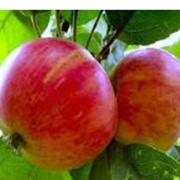 Свежие красные яблоки от производителя ФХ Малина К.М фото