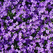 Лен многолетний (Linum perenne) фото