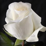 Роза anastasia фото