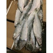 Свежемороженая рыба, стейки рыбные, филе рыбное, морепродукты. фотография