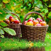 Яблоки и фрукты.. фотография