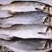 Отходы рыбные замороженные на корм животным или для переработки на рыбную муку. фото