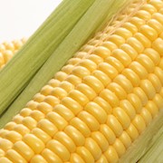 Кукуруза в Украине, Купить, Цена, Фото фото