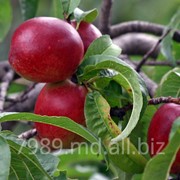 Персики нектарин в Молдове фото