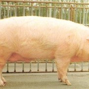 Премикс для откорма свиней фото