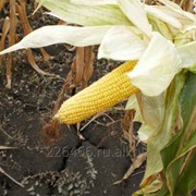 Семена кукуруза Кулундинская-2