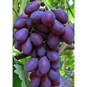 Саженцы винограда Бордовая мантия (Бордовый) оптом