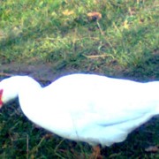 Инкубационное яйцо белой мускусной утки, индоутки фотография
