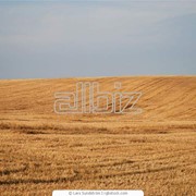 Уборка сбор обмолот урожая зерновых культур ФОП Сивоконь С.Ю. фото